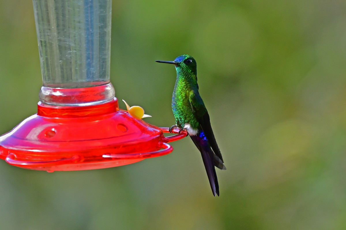 eBird Checklist - 1 Dec 2024 - Reserva Zuro Loma - 9 species