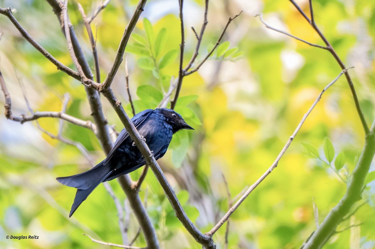 Дронго бронзовий - ML649444260