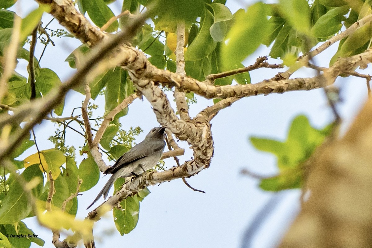 Дронго сірий - ML649444356