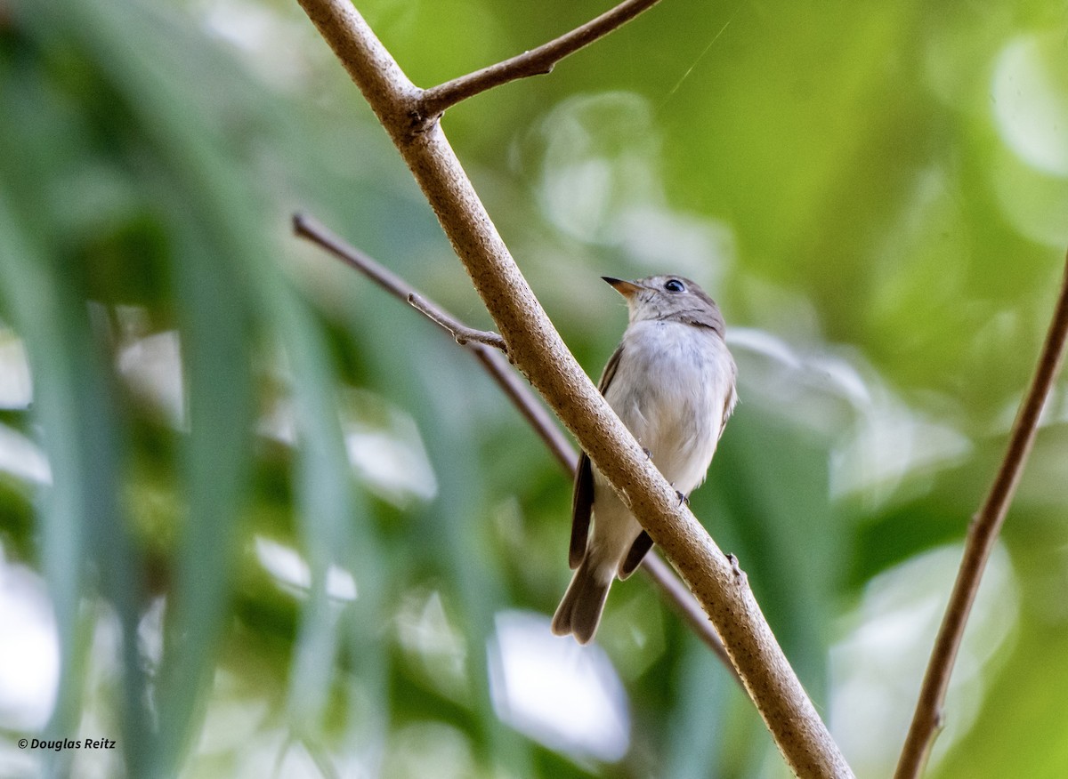 Мухоловка бура - ML649444368