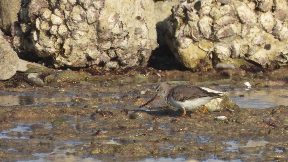 Мородунка - ML649444904