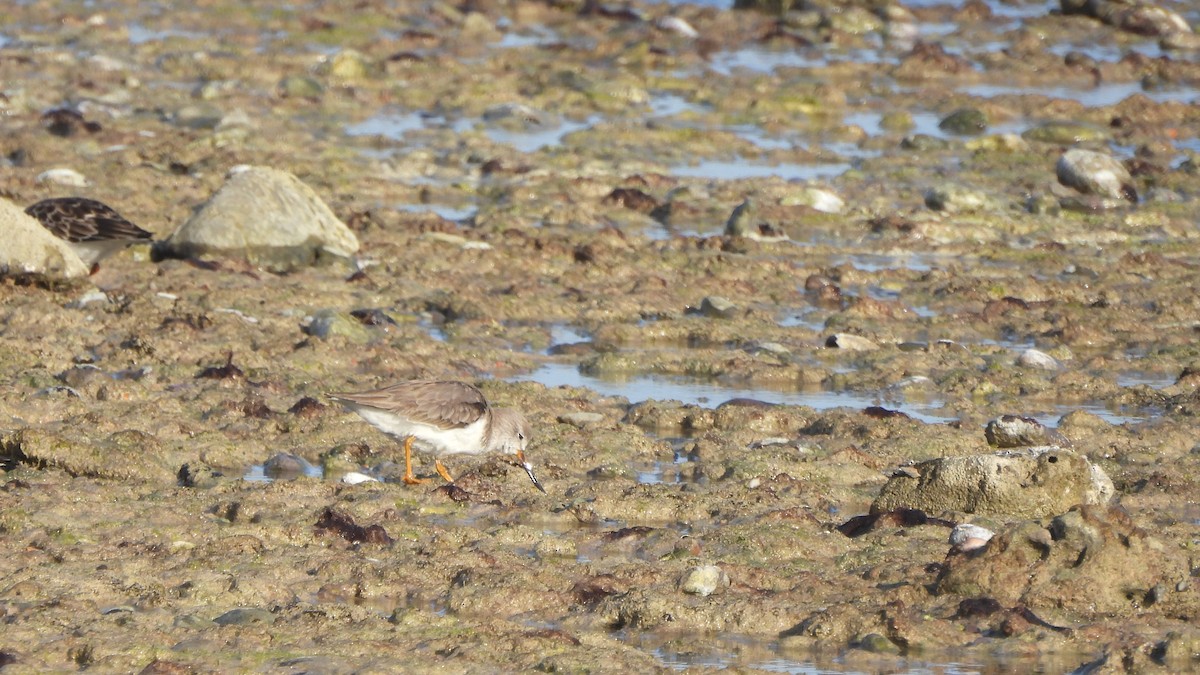 Мородунка - ML649444913