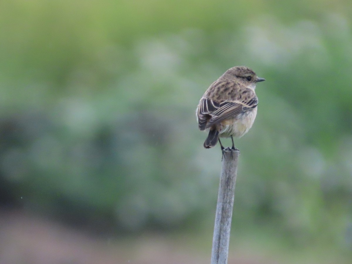 Трав'янка східна - ML649444916