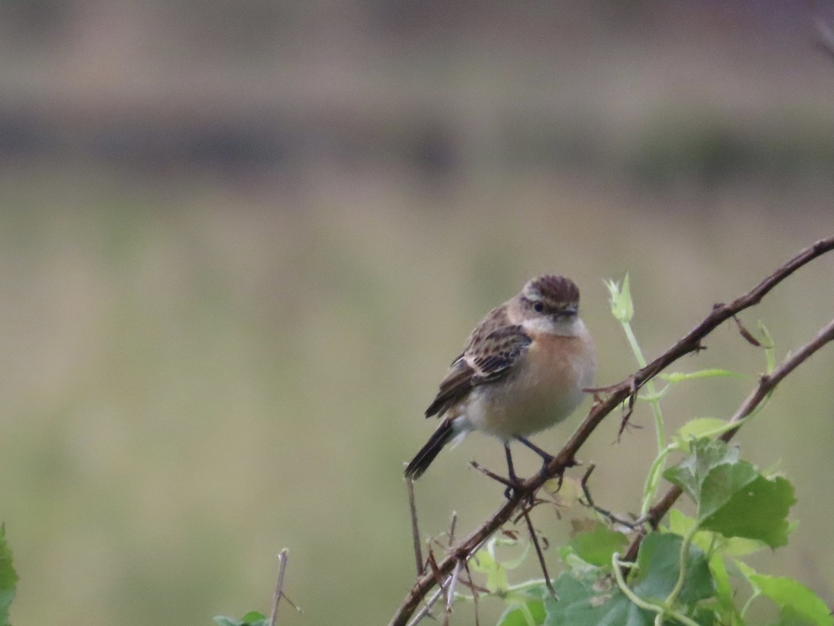 Трав'янка східна - ML649444917