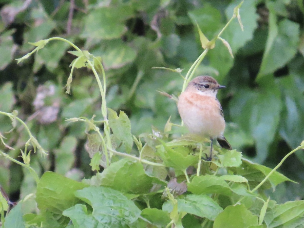 Трав'янка східна - ML649444918