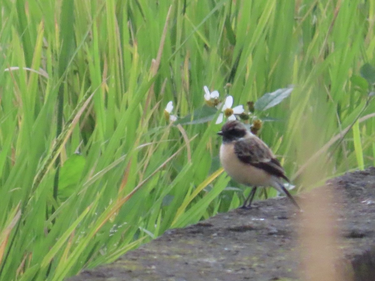 Трав'янка східна - ML649444920