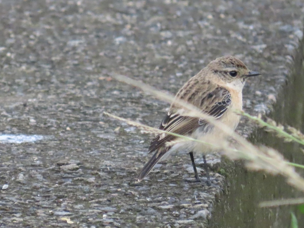 Трав'янка східна - ML649444922