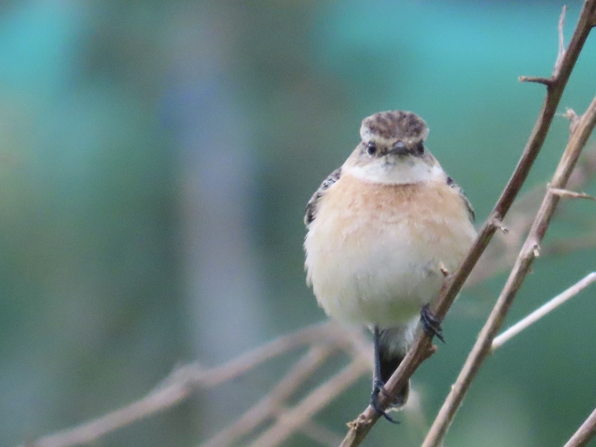 Трав'янка східна - ML649444924