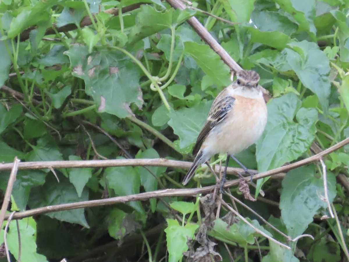 Трав'янка східна - ML649444925