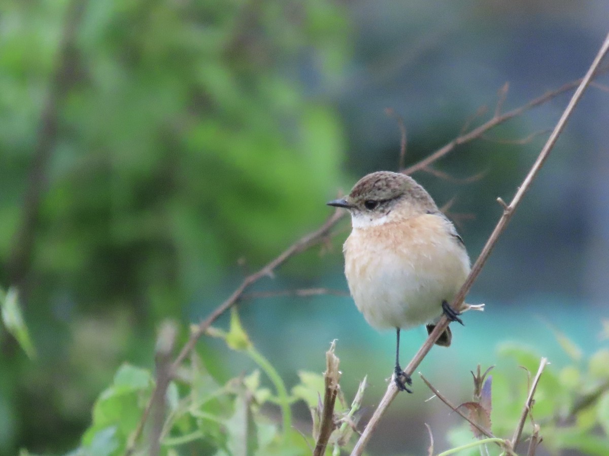 Трав'янка східна - ML649444926