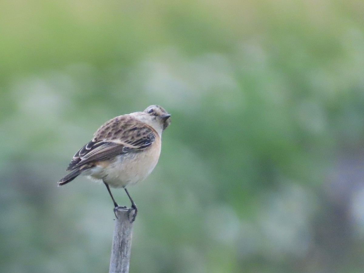 Трав'янка східна - ML649444927