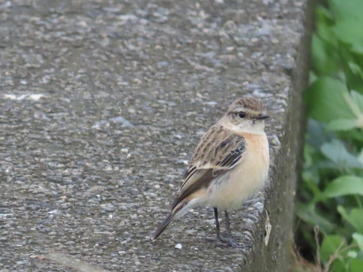 Трав'янка східна - ML649444928