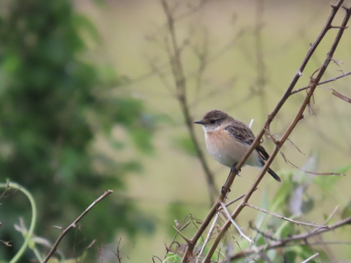 Трав'янка східна - ML649444929