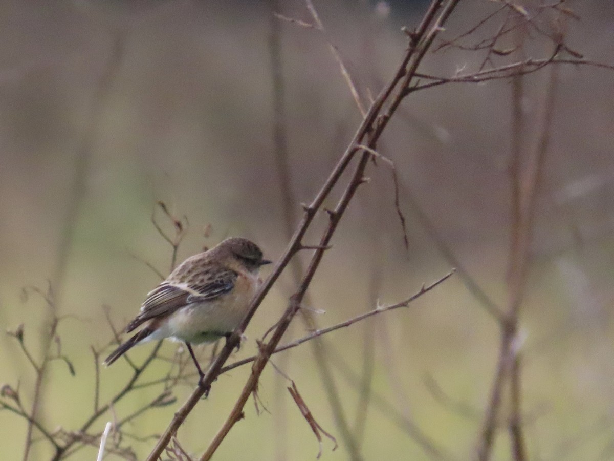 Трав'янка східна - ML649444930