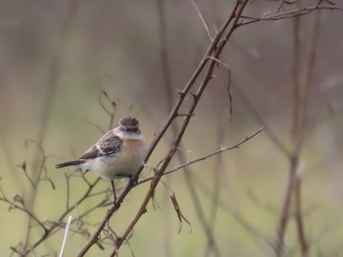 Трав'янка східна - ML649444931