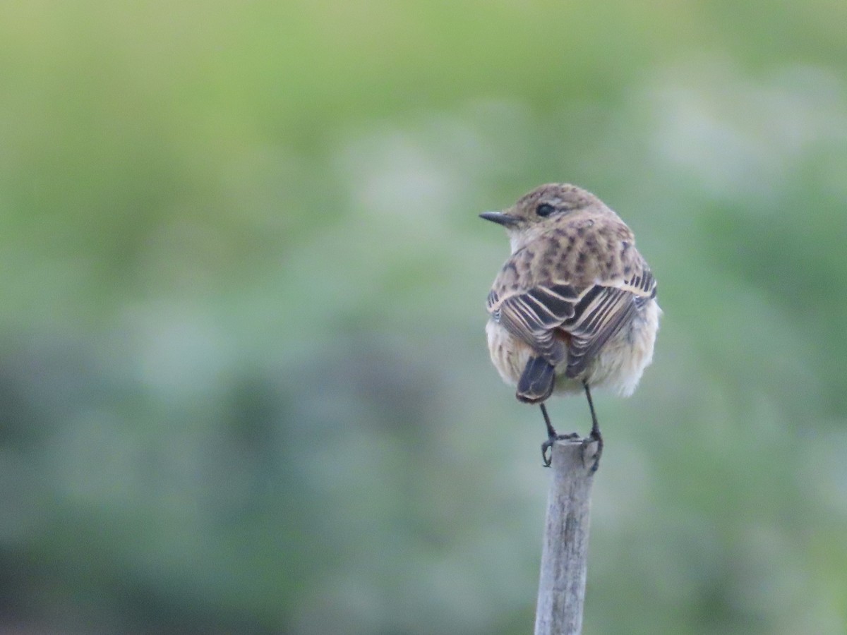 Трав'янка східна - ML649444932