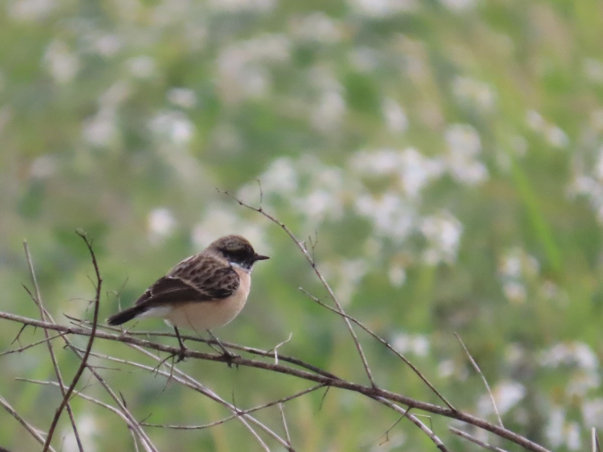 Трав'янка східна - ML649444933