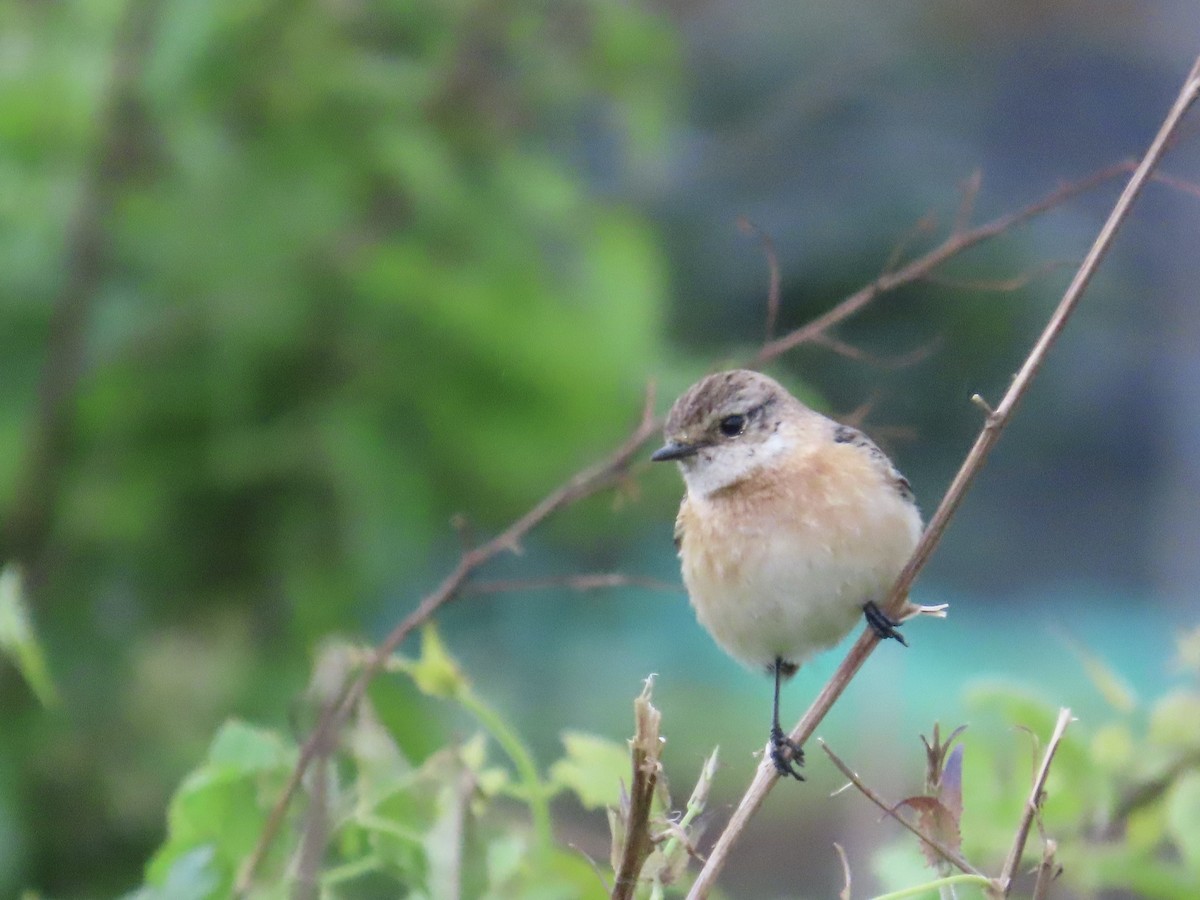 Трав'янка східна - ML649444934