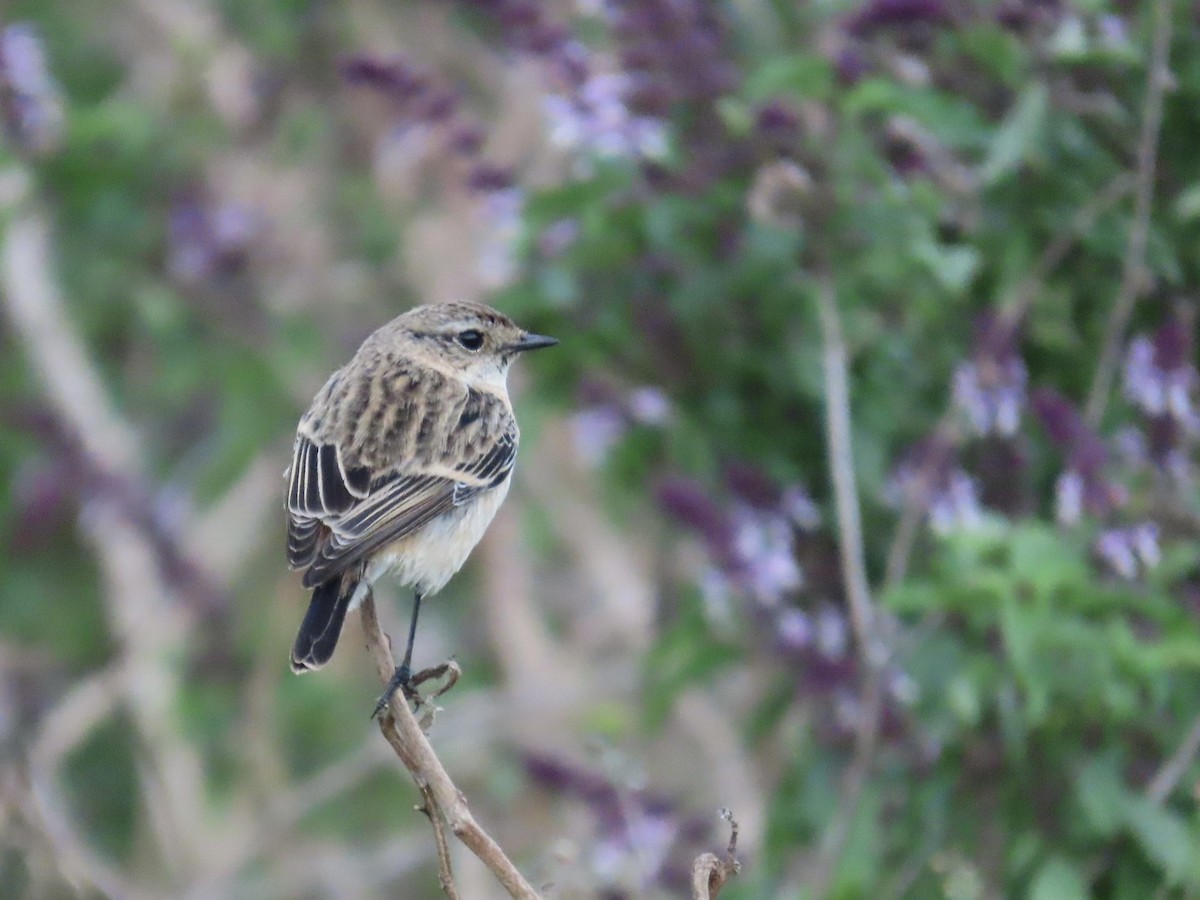 Трав'янка східна - ML649444935