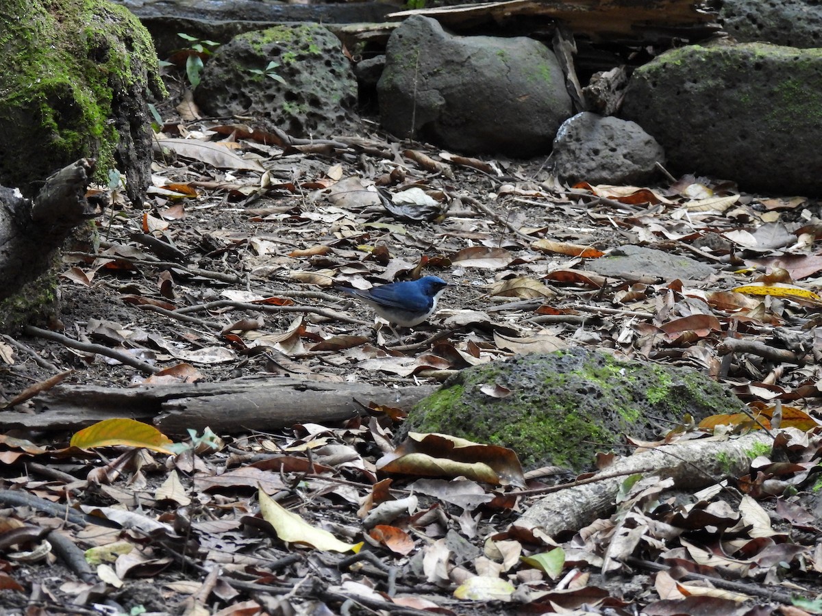 Соловейко синій - ML649444939