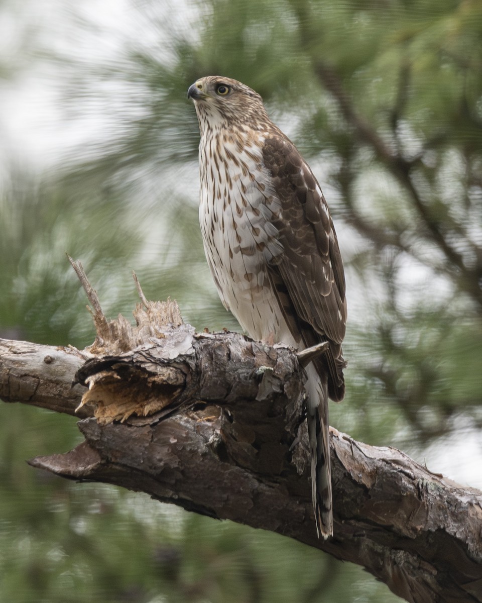 Яструб чорноголовий - ML649444941