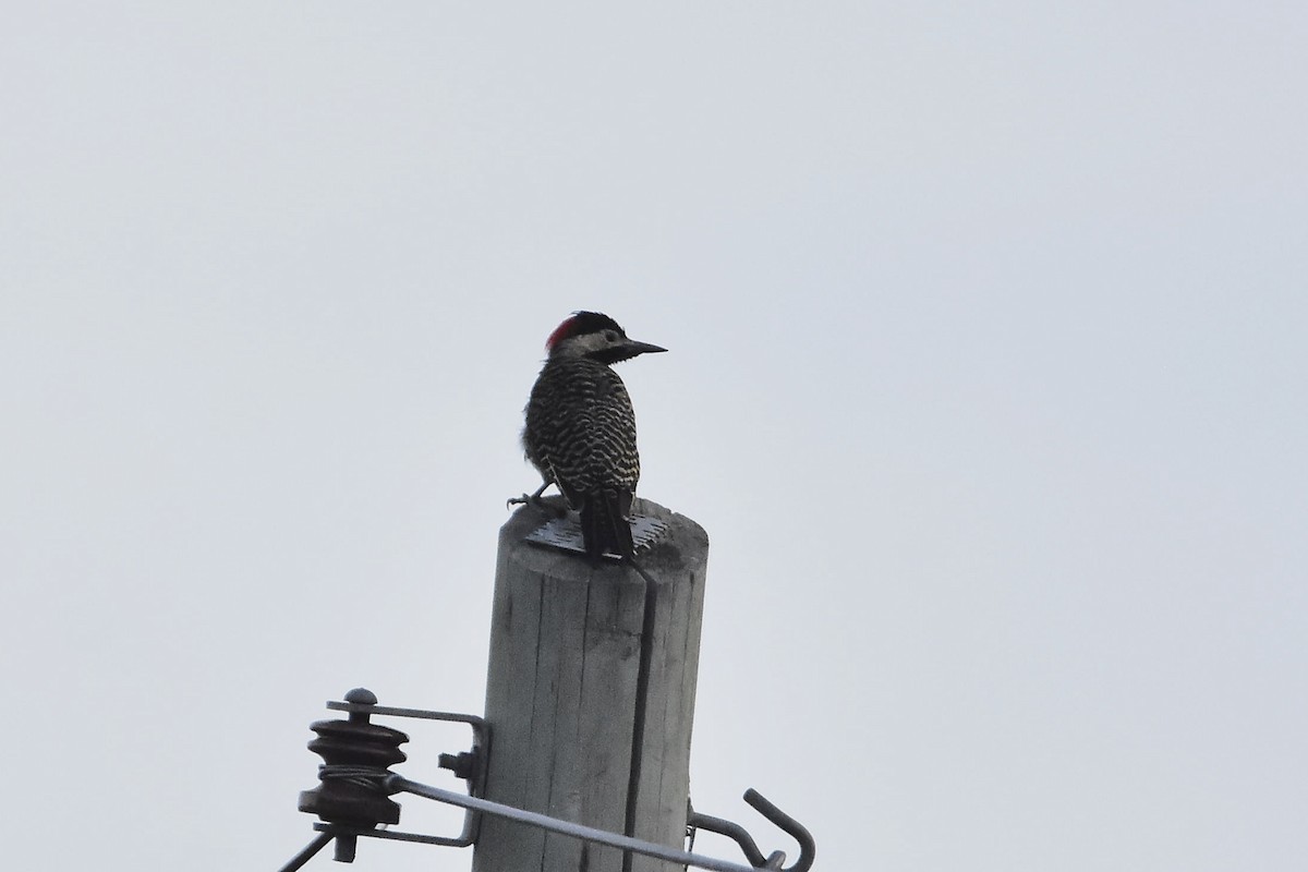 Декол плямистоволий - ML649444943