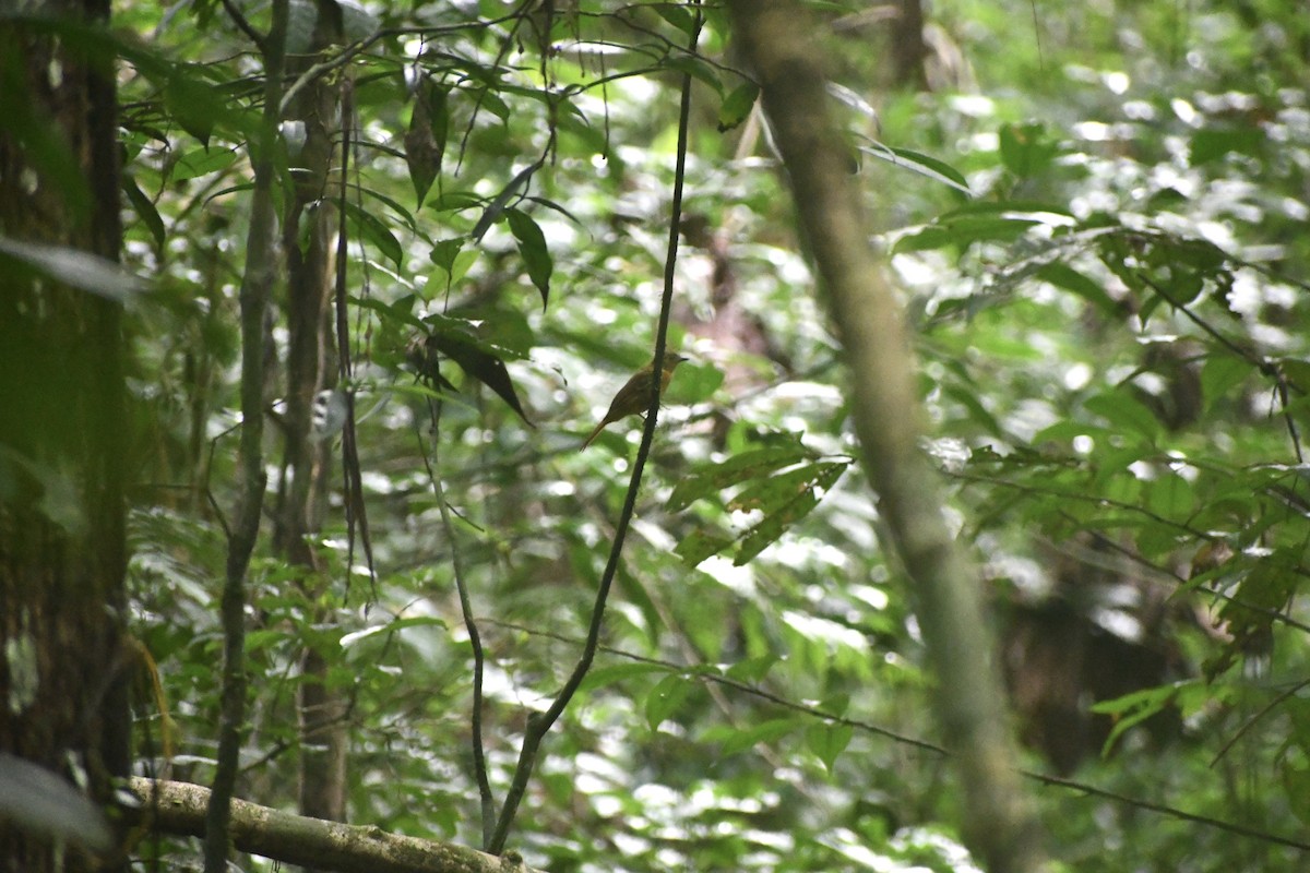 Ochre-bellied Flycatcher - ML649444960