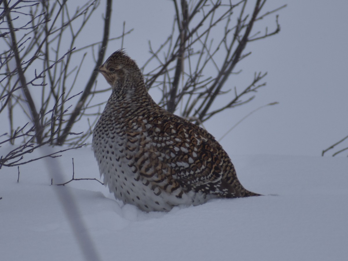 fagerjerpe - ML649445275