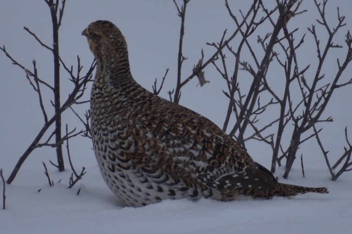 fagerjerpe - ML649445314