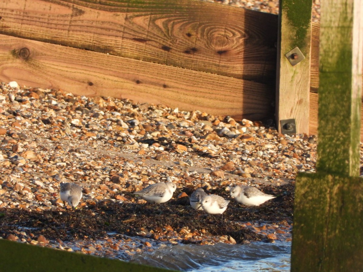 jespák písečný - ML649445387