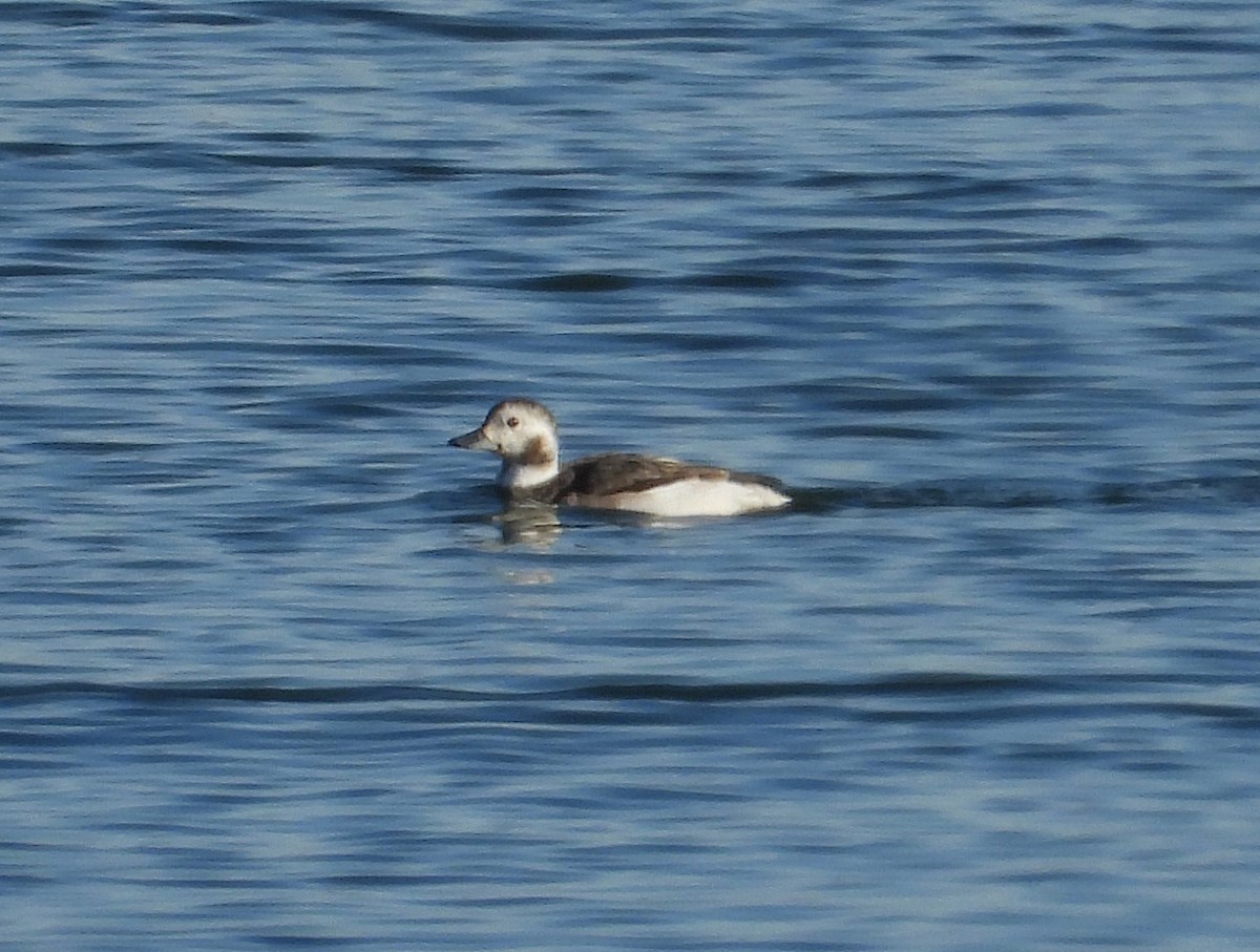 Harelde kakawi - ML649445452