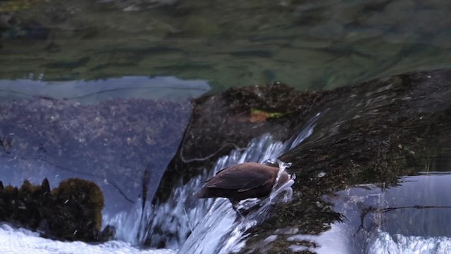 brunfossekall - ML649445539