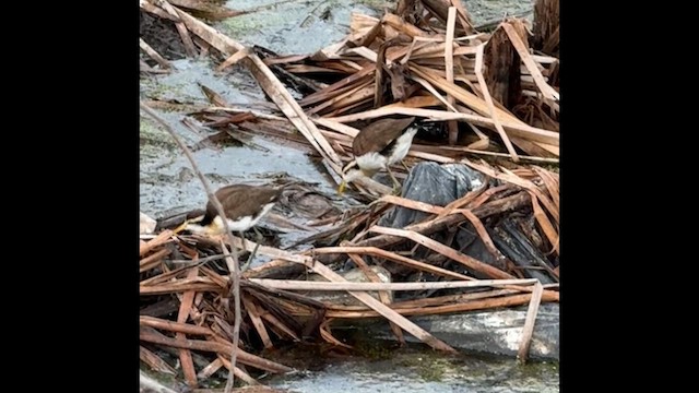 gulpannebladhøne - ML649445782