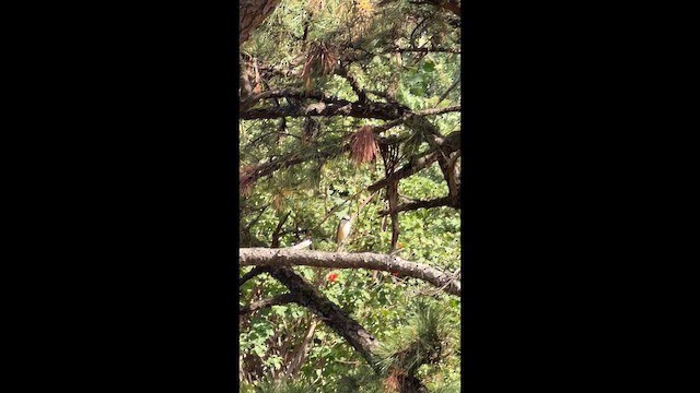 brunvarsler - ML649445868