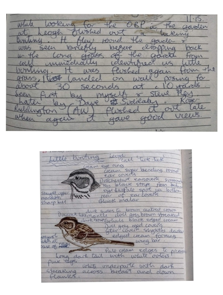 Little Bunting - ML649446246