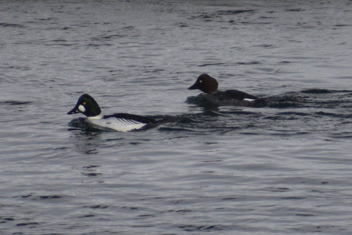 kvinand - ML649446275