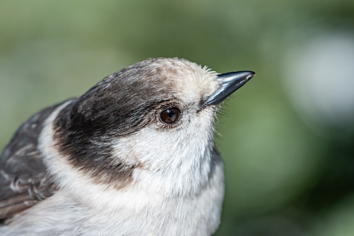 カナダカケス - ML649446479