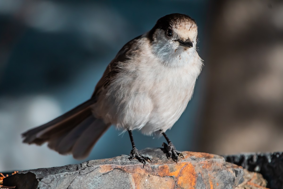 カナダカケス - ML649446480