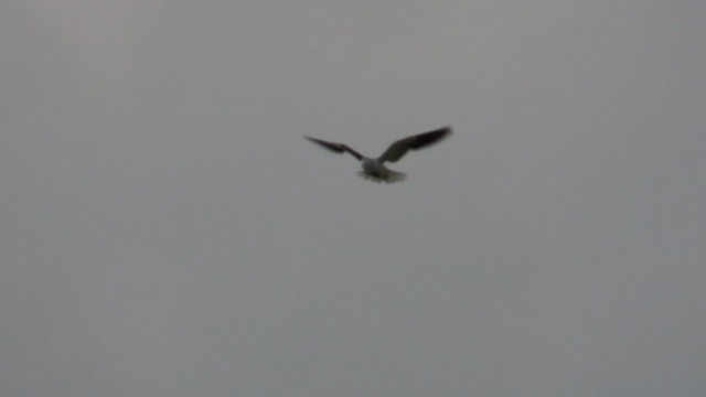 svartvingeglente - ML649446505