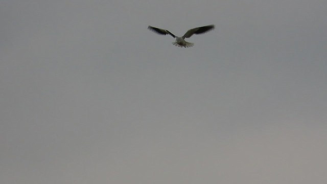 svartvingeglente - ML649446507