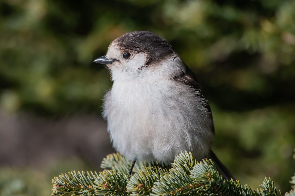 カナダカケス - ML649446509