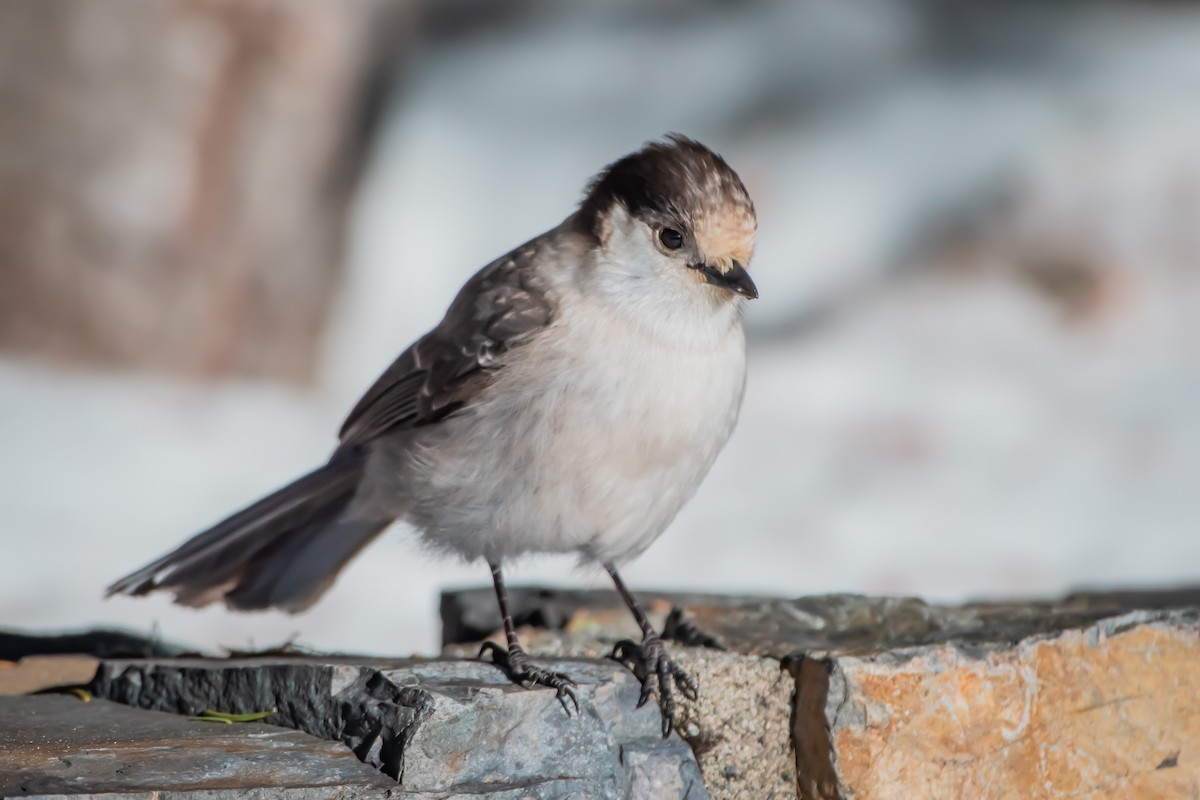 カナダカケス - ML649446510