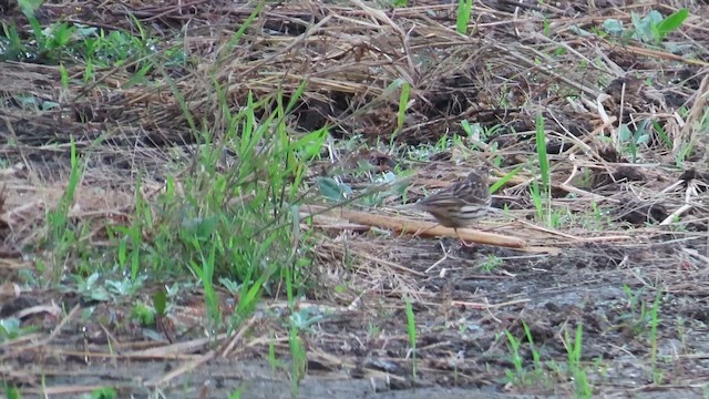 lappiplerke - ML649446514