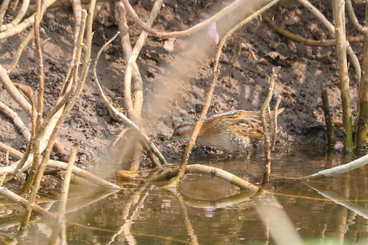 ヒメクイナ - ML649446524