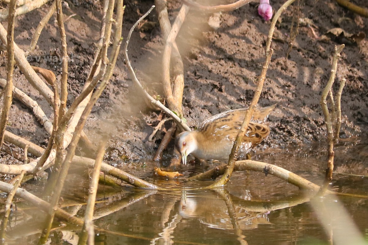 ヒメクイナ - ML649446525