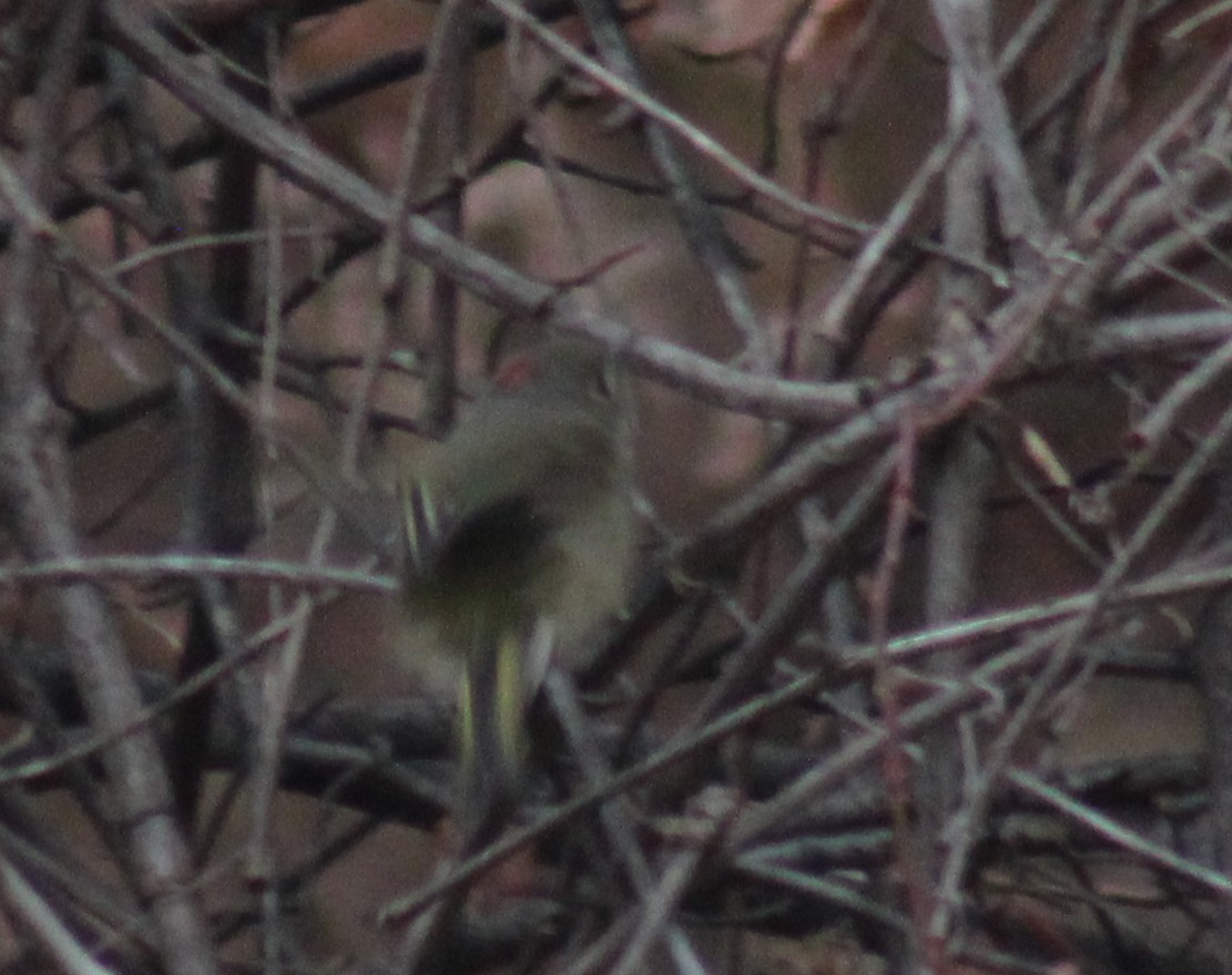 ルビーキクイタダキ - ML649446554