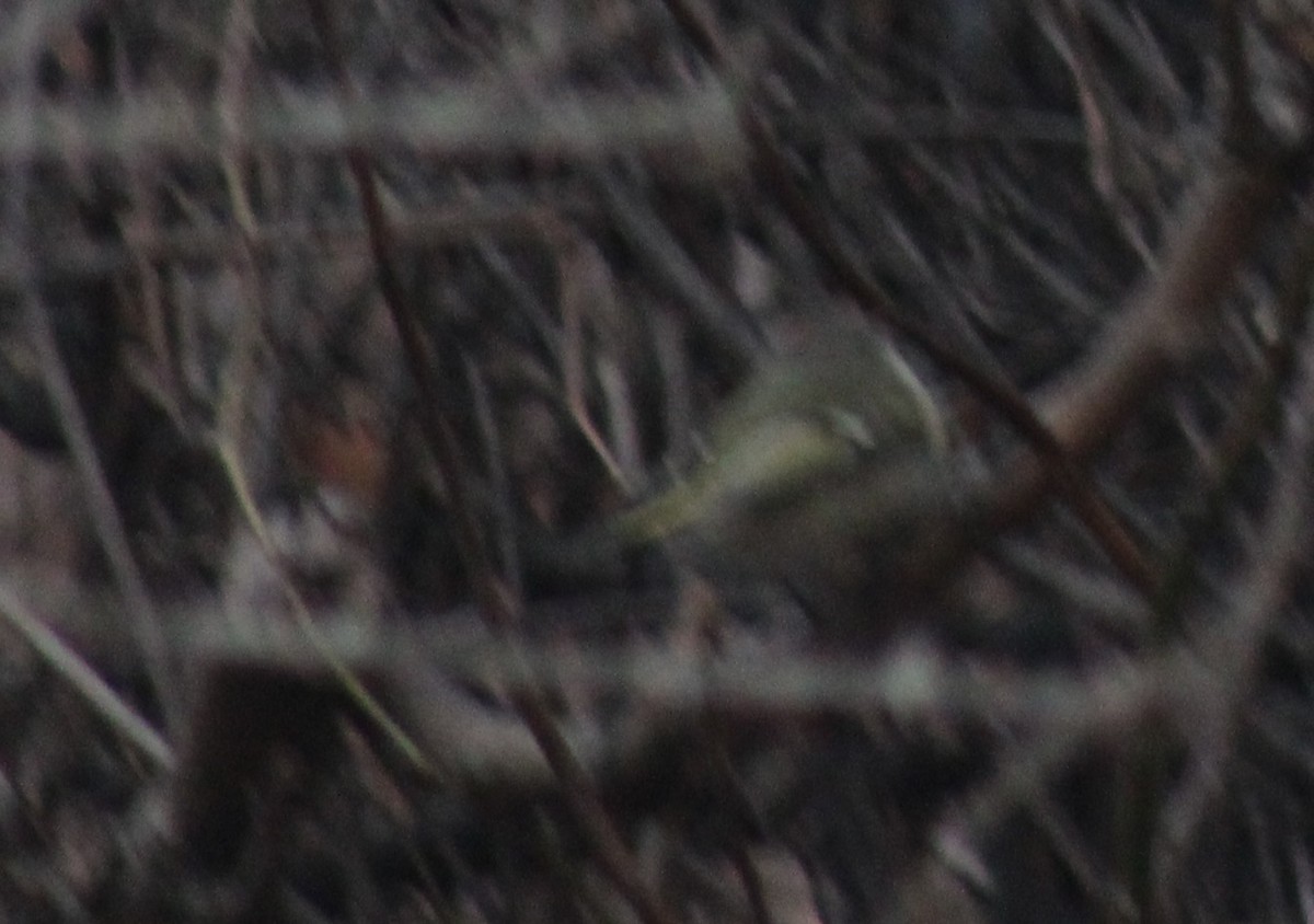 ルビーキクイタダキ - ML649446555