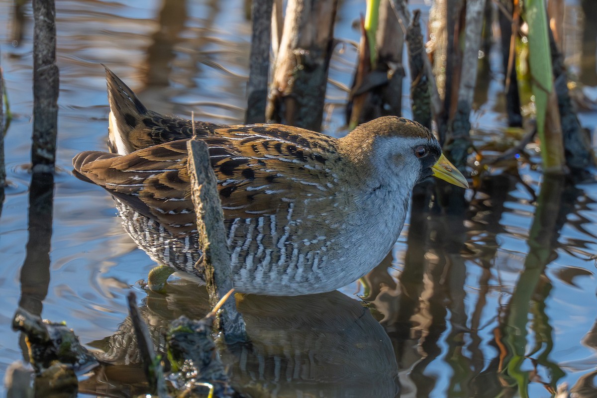 カオグロクイナ - ML649446558