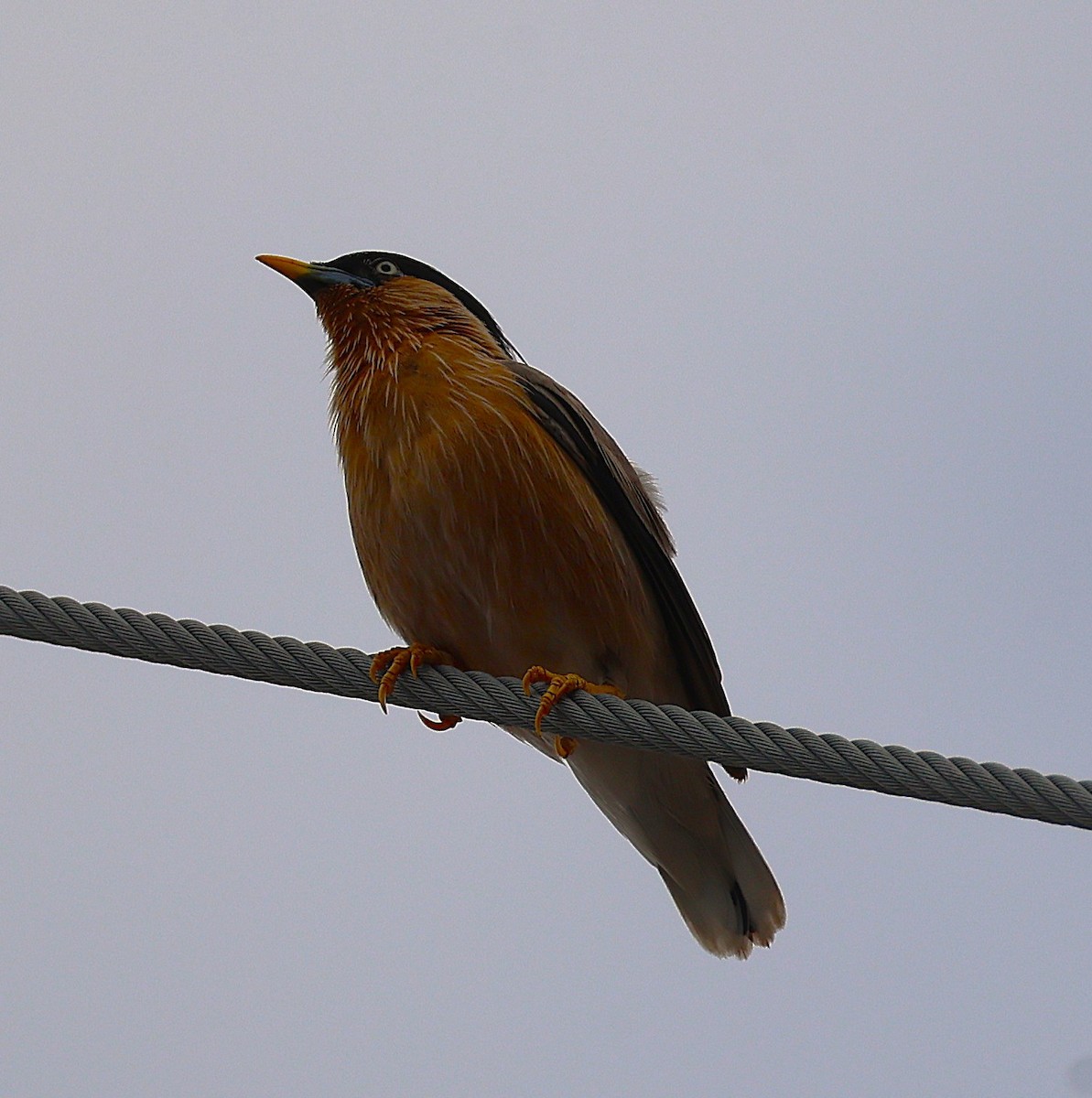 ズグロムクドリ - ML649446559