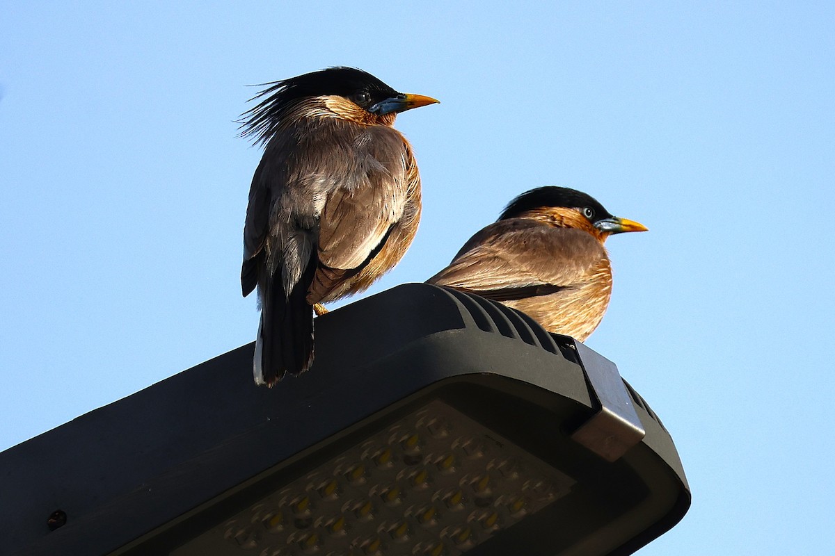 ズグロムクドリ - ML649446562